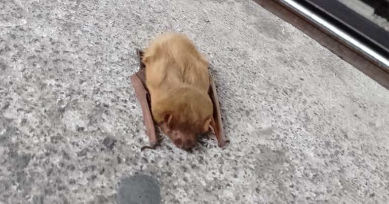 Pasajero encuentra a murciélago en Línea 1 del Metro de CDMX