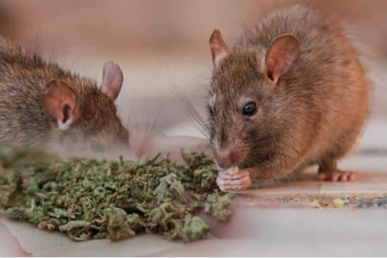 La policía de EEUU tiene una plaga de ‘ratas drogadictas’ que devoran droga incautada