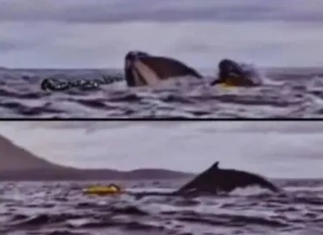Fue tragado y expulsado rápidamente por una ballena