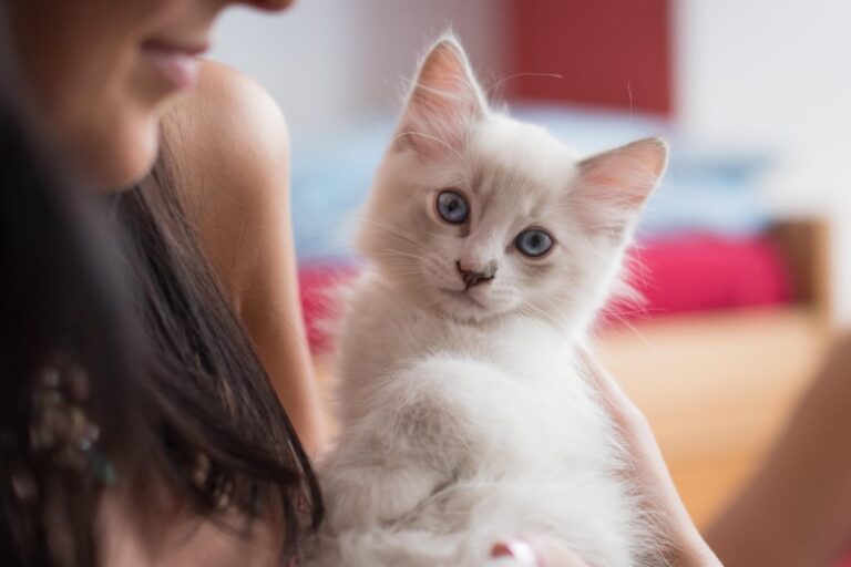 Cómo elige un gato a su persona favorita