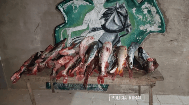 Secuestraron más de 100 kilos de pescados transportados ilegalmente en Corrientes.