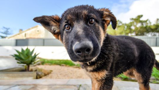 Por qué tu perro ladra a algunas personas y a otras no, según la ciencia