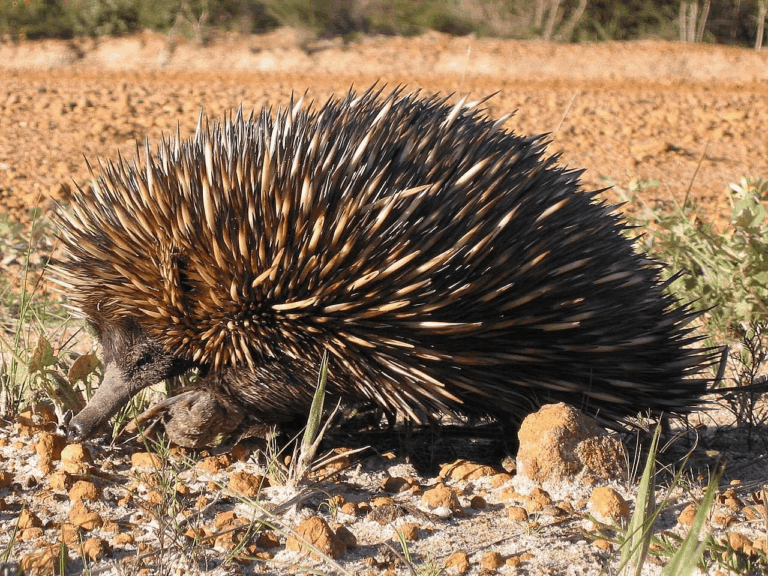 Equidna: el curioso animal de Australia que sorprende al mundo con su aspecto
