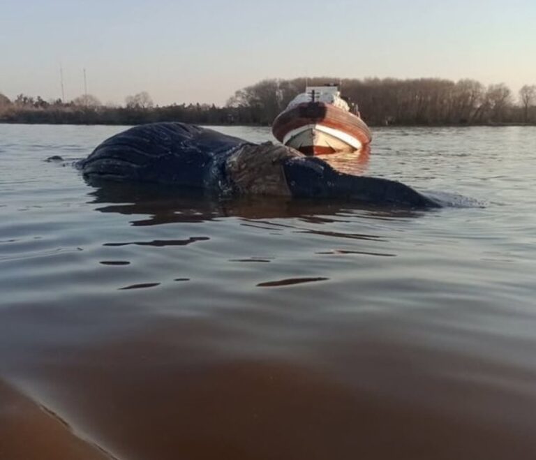 Encontraron una ballena muerta en Zárate