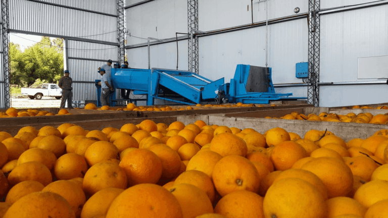 Corrientes afianza su perfil exportador con un crecimiento del 42% respecto de 2024