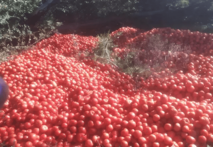 Tomates a pérdida: productores tiran cosechas y piensan en abandonar