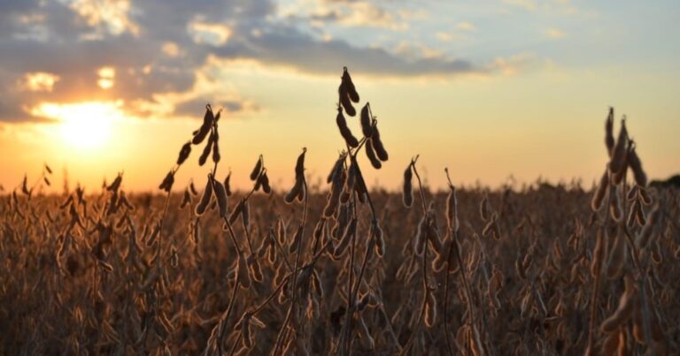 «Márgenes ajustados»: calculan que el cultivo que más dólares genera en Argentina perderá hasta 1,35 millones de hectáreas