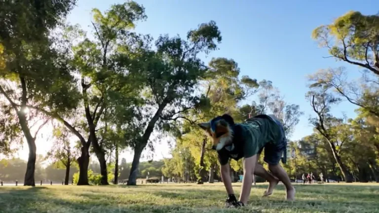 Un therian fue a la veterinaria para que lo atendieran por un cuadro de moquillo
