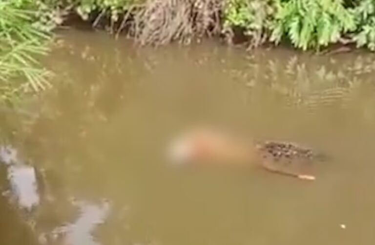 Un cocodrilo mató a una mujer y el dramático video se viralizó