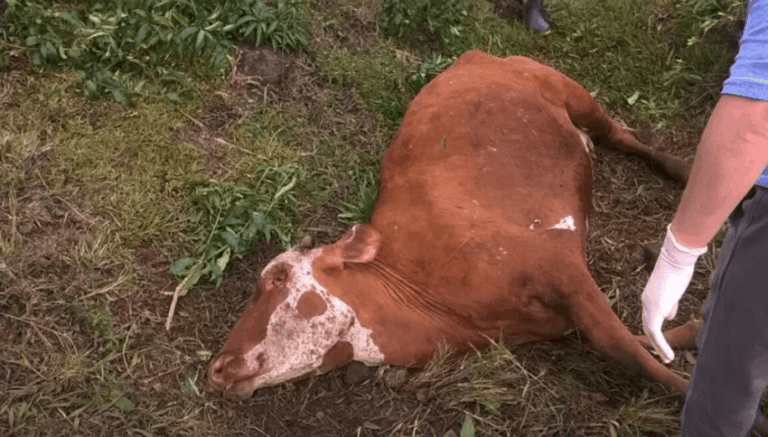 Alerta en Corrientes por un caso de rabia paresiante.