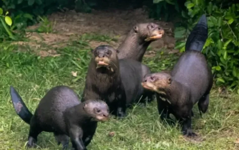 Reintroducen una familia de nutrias gigantes en los Esteros del Iberá