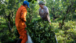 Plantación de yerba mate en la provincia de Corrientes, donde se produce el conflicto tributario.