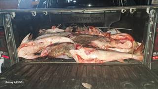 Decomisan 300 kilos de pescado ilegal en Riachuelo