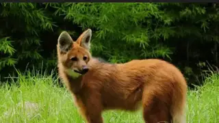 Aguará guazú, especie nativa de Corrientes, en su hábitat natural.