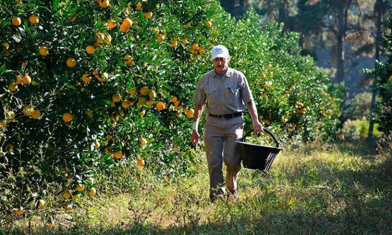 Trabajadores rurales en un campo de Corrientes durante la cosecha
