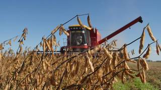 Tractor cosechando soja en un campo de la zona núcleo argentina