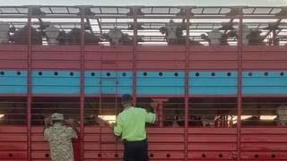 Control sanitario de ganado bovino en ruta