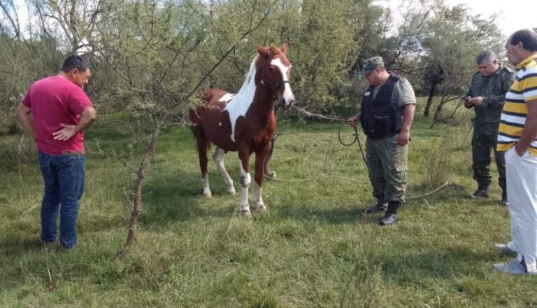 Efectivos policiales junto al caballo rescatado en una propiedad rural de Curuzú Cuatiá.