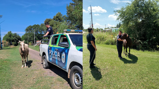 Efectivos policiales junto a caballos secuestrados en un operativo de seguridad vial en San Cosme, Corrientes.