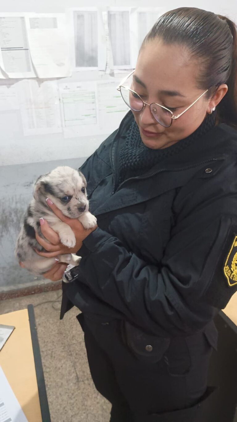 Cachorro de bulldog francés en un patio