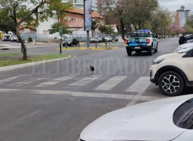 Gallo en la Costanera de Corrientes